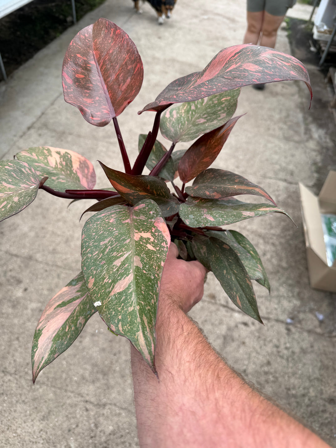 Philodendron sunspot