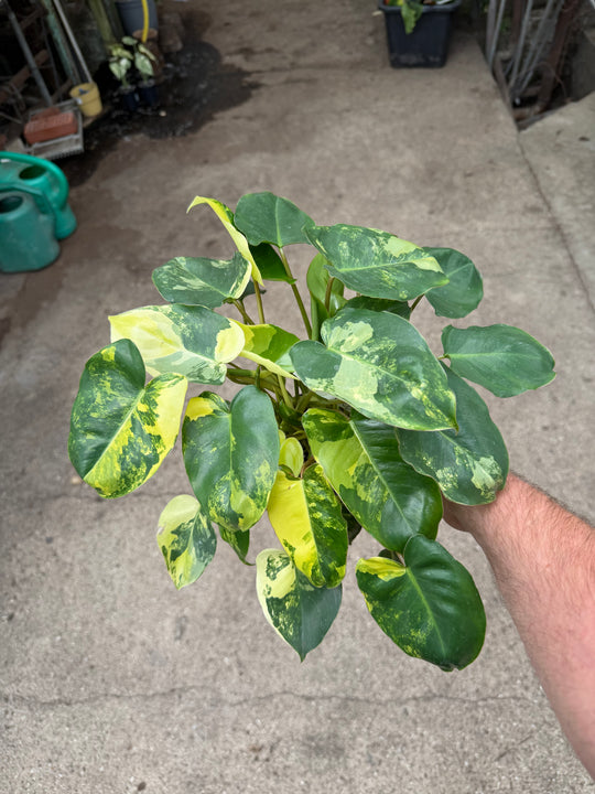Philodendron Burle Marx Variegata