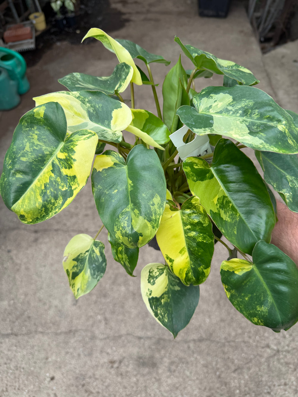 Philodendron Burle Marx Variegata