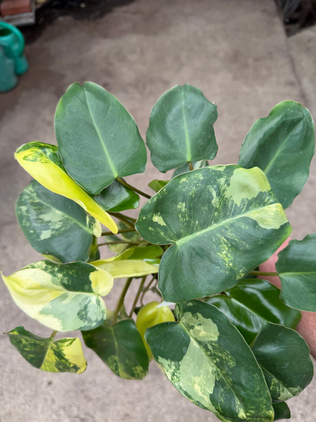 Philodendron Burle Marx Variegata