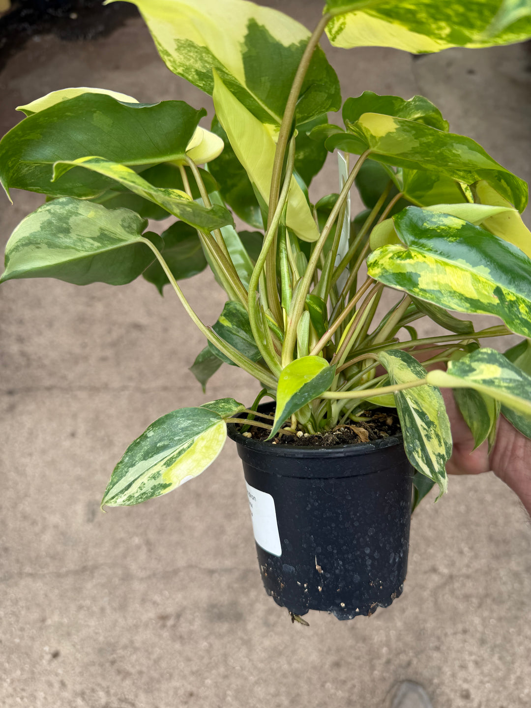 Philodendron Burle Marx Variegata