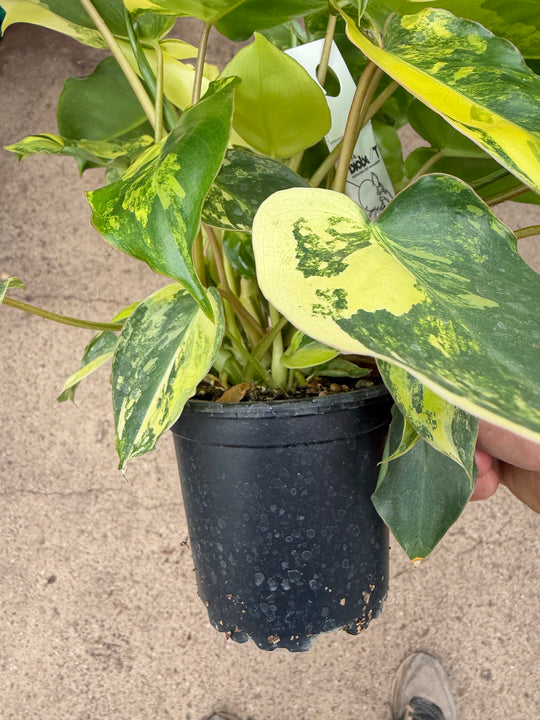 Philodendron Burle Marx Variegata