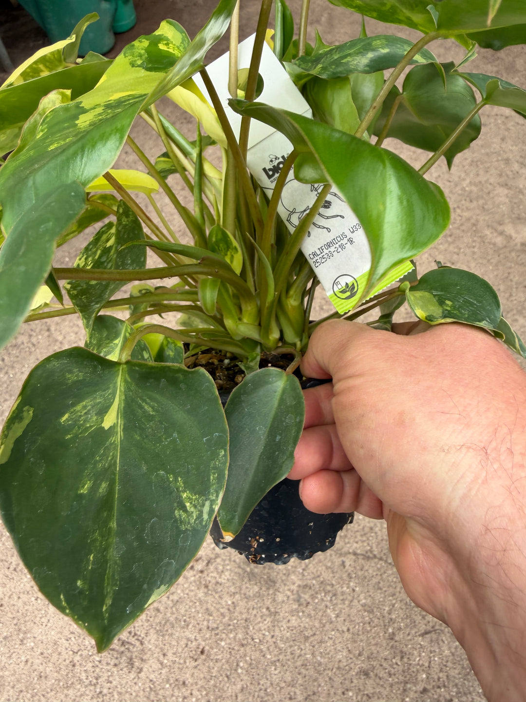 Philodendron Burle Marx Variegata