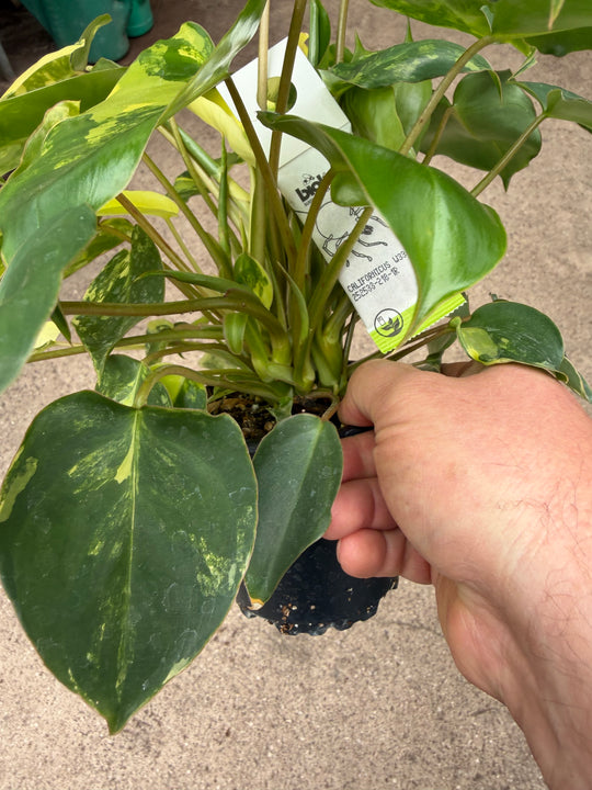 Philodendron Burle Marx Variegata