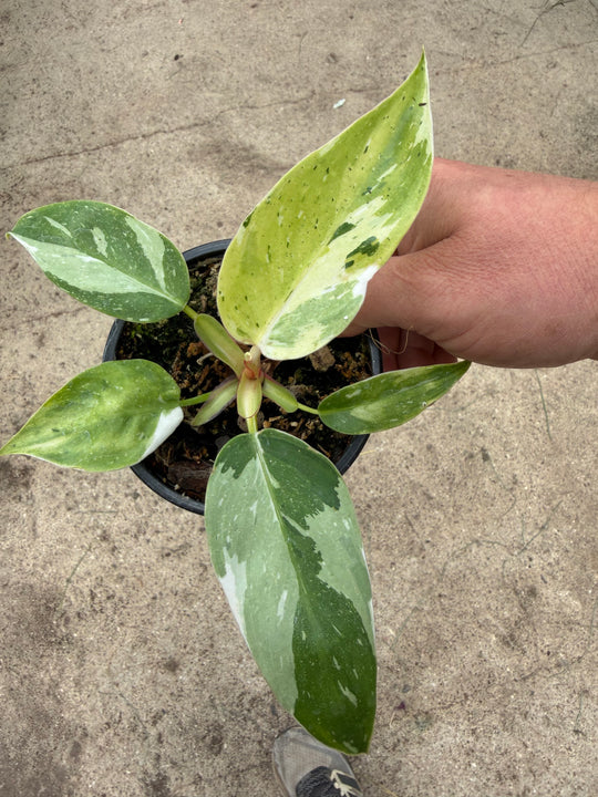 Philodendron fresh aurea