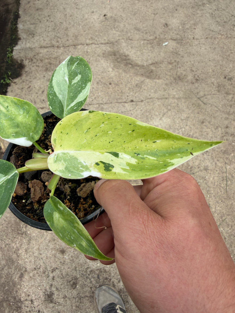 Philodendron fresh aurea