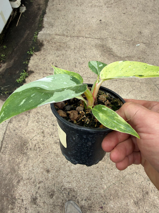 Philodendron fresh aurea