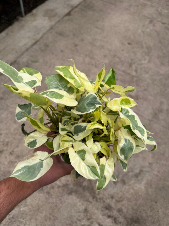 Philodendron Burle Marx White Lava