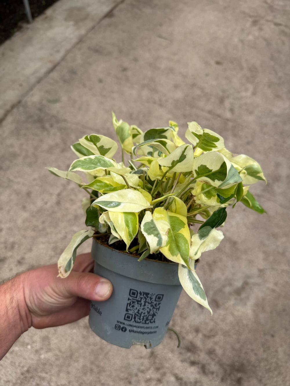 Philodendron Burle Marx White Lava