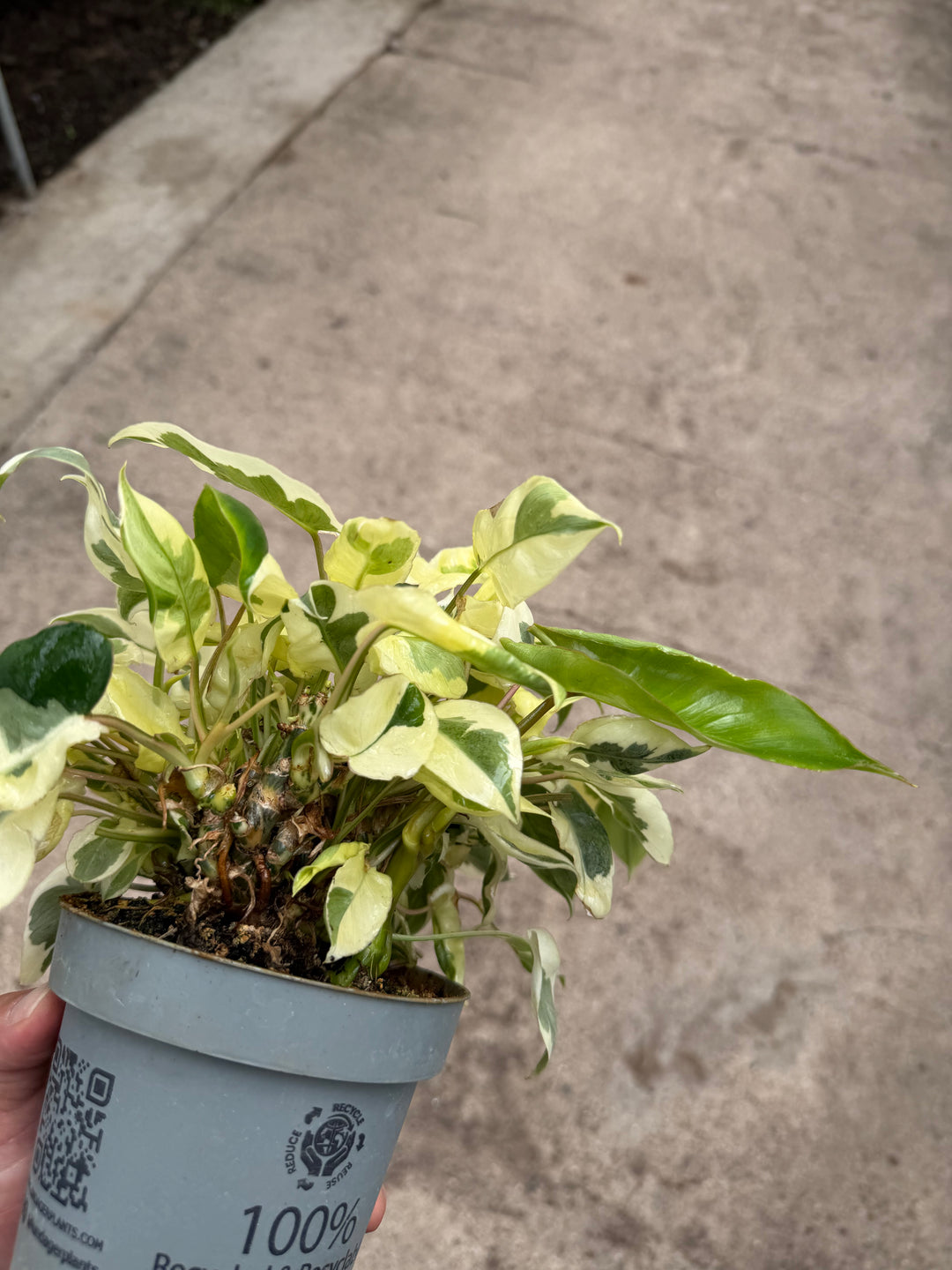 Philodendron Burle Marx White Lava