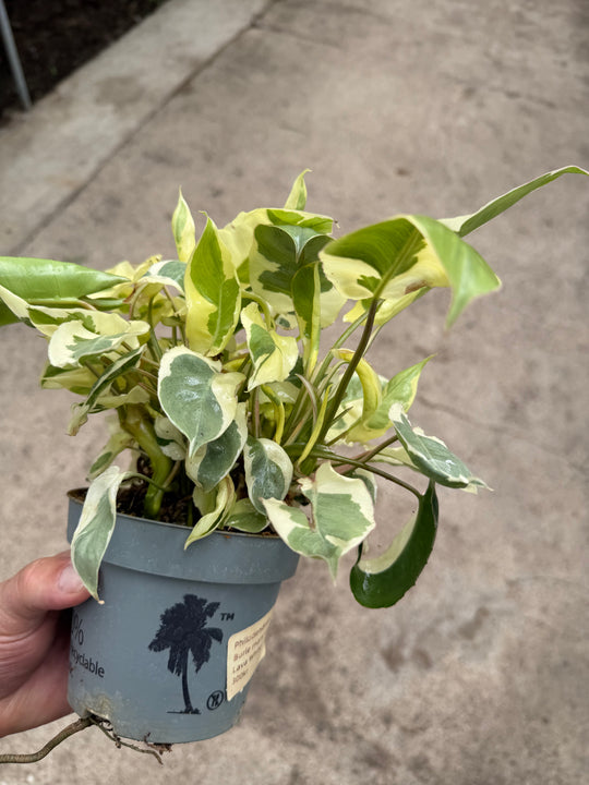 Philodendron Burle Marx White Lava