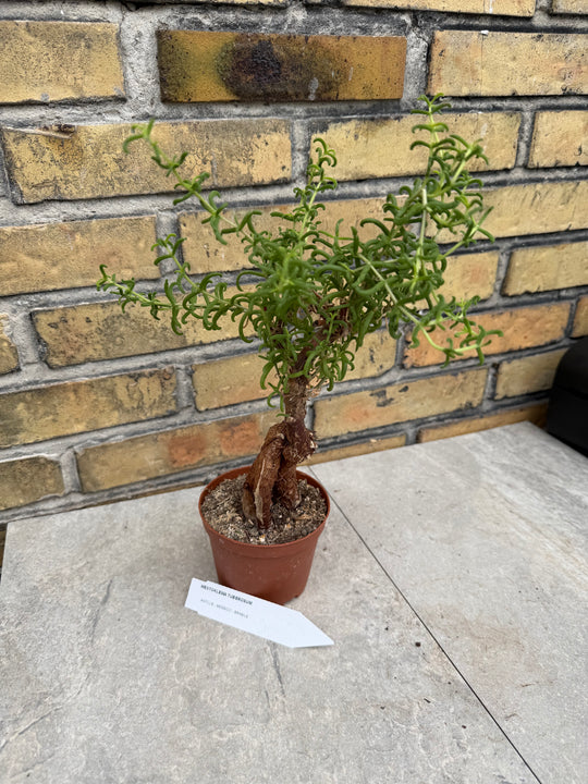 Mestoklema tuberosum