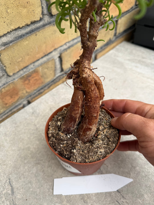 Mestoklema tuberosum