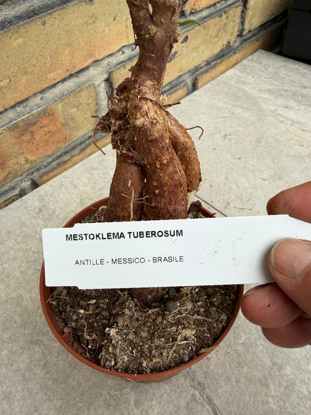 Mestoklema tuberosum