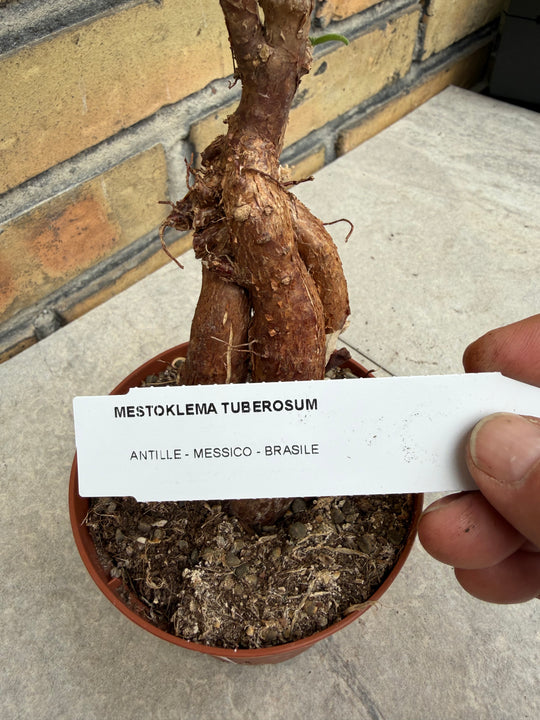 Mestoklema tuberosum
