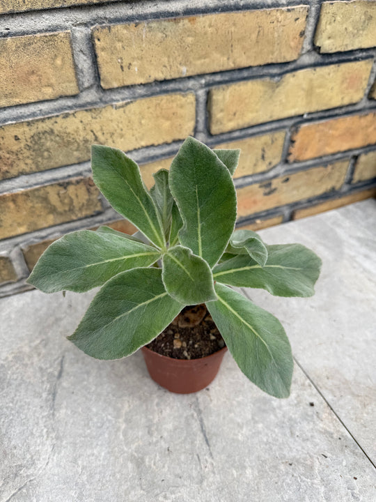 Sinningia leucotricha