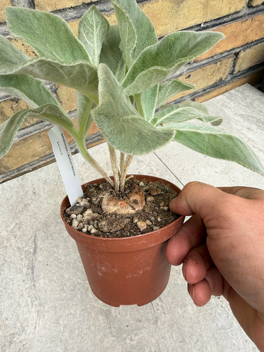 Sinningia leucotricha