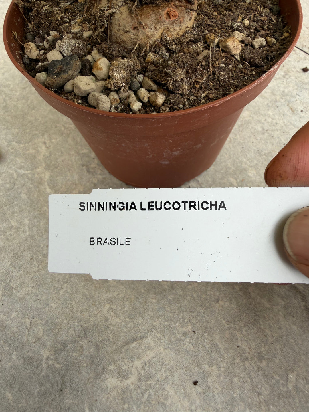 Sinningia leucotricha