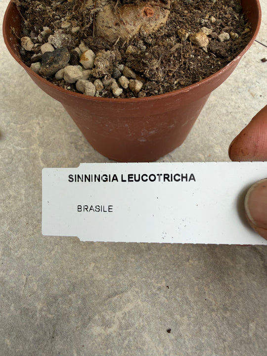 Sinningia leucotricha