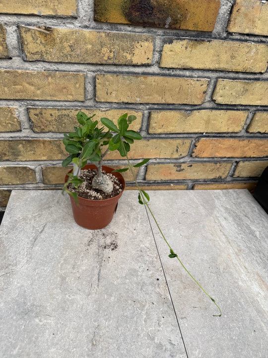 Fockea edulis