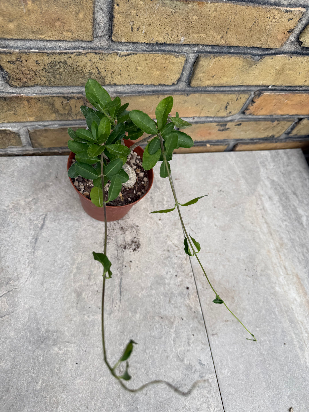 Fockea edulis