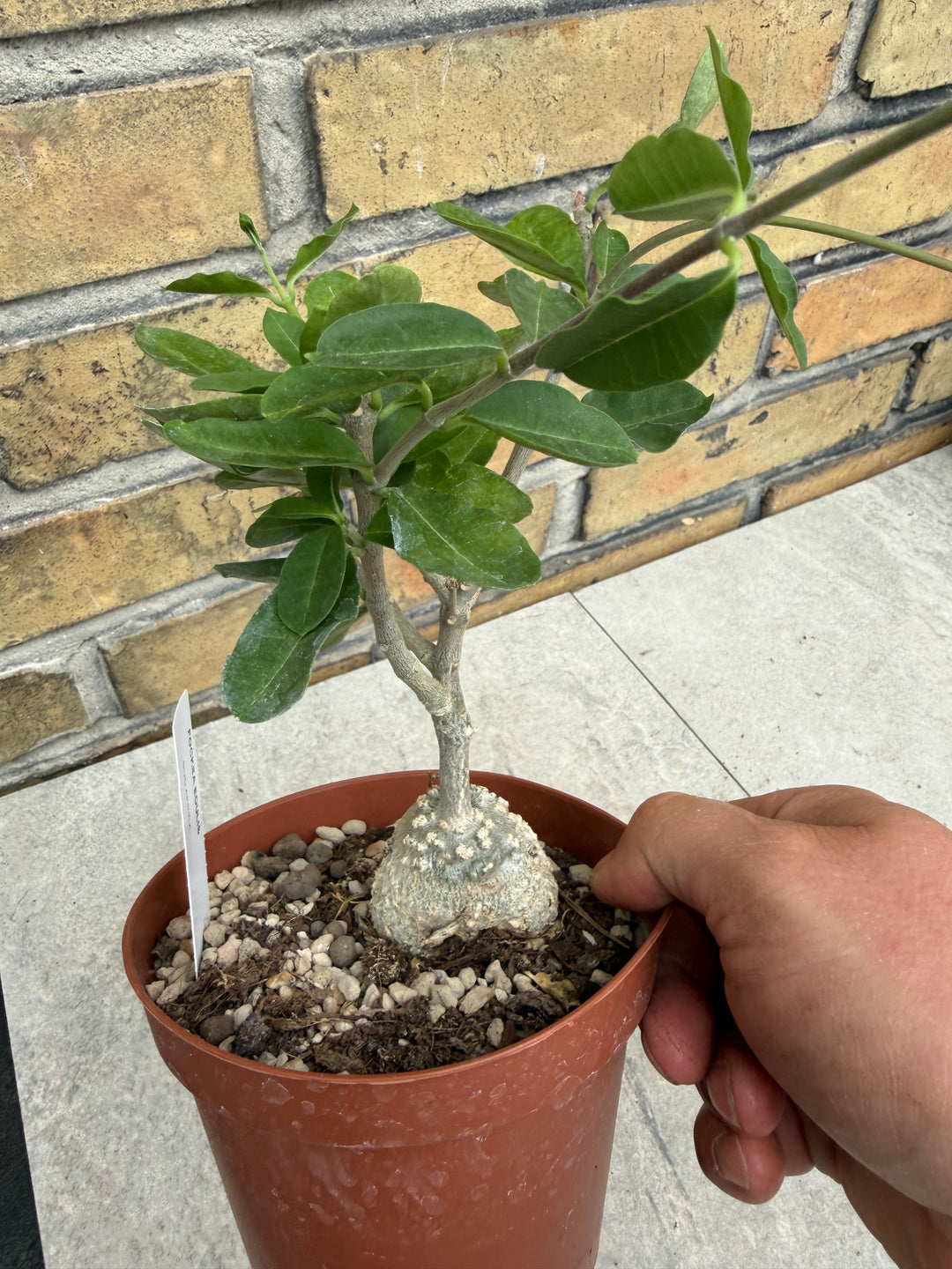 Fockea edulis