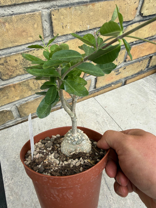 Fockea edulis