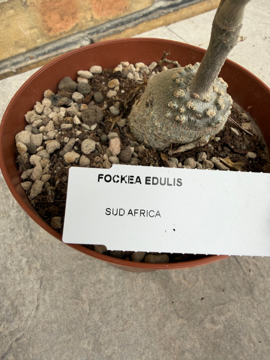 Fockea edulis
