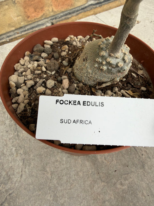 Fockea edulis