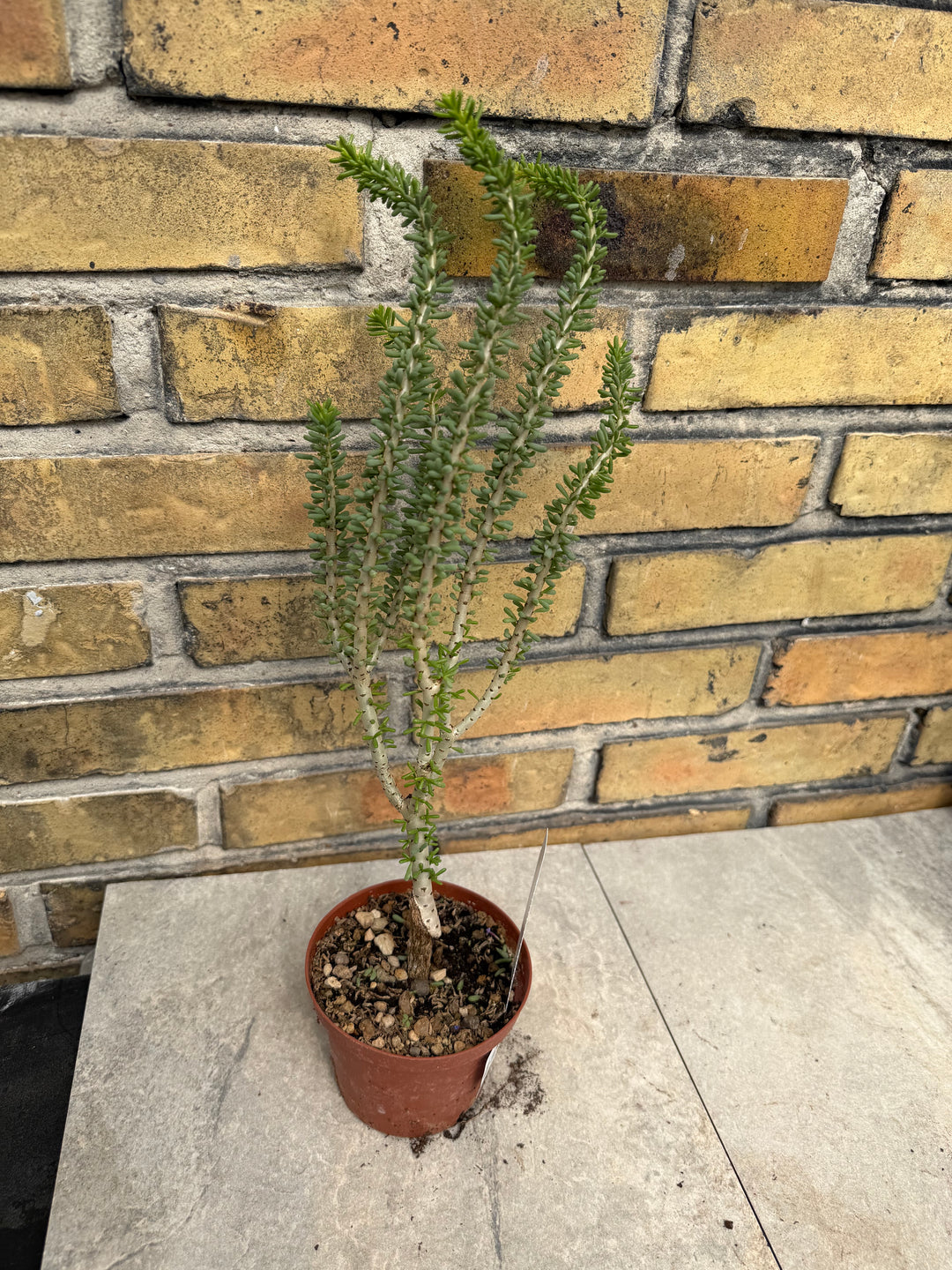 Ceraria namaquensis