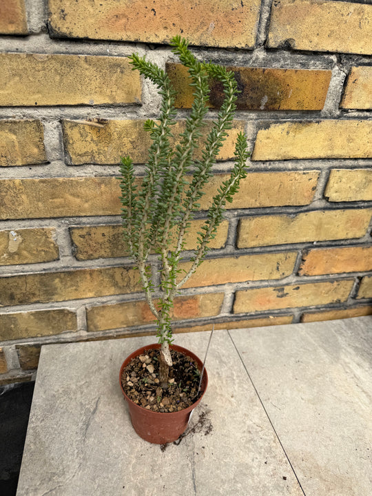 Ceraria namaquensis