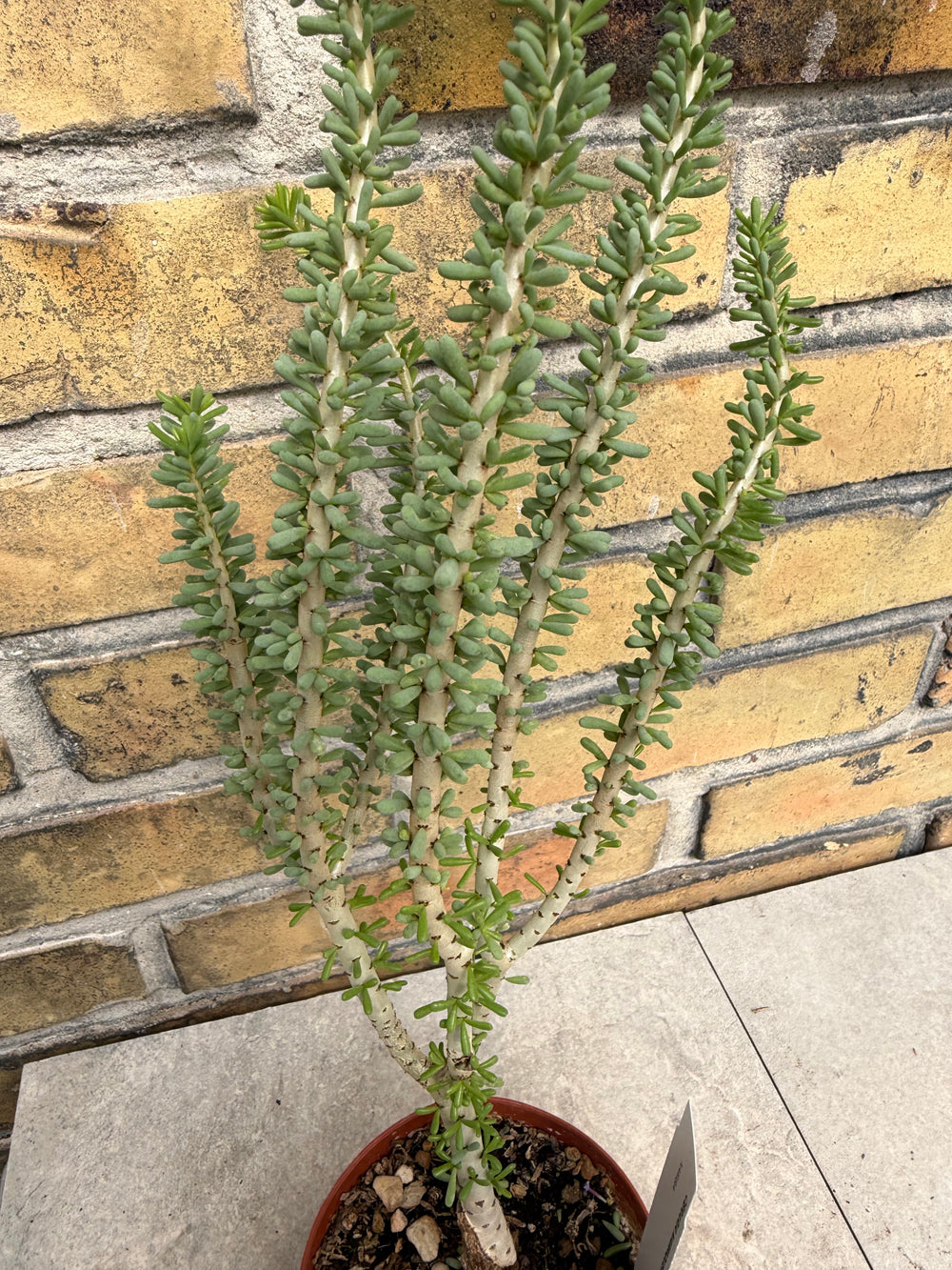 Ceraria namaquensis