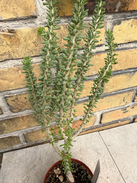 Ceraria namaquensis
