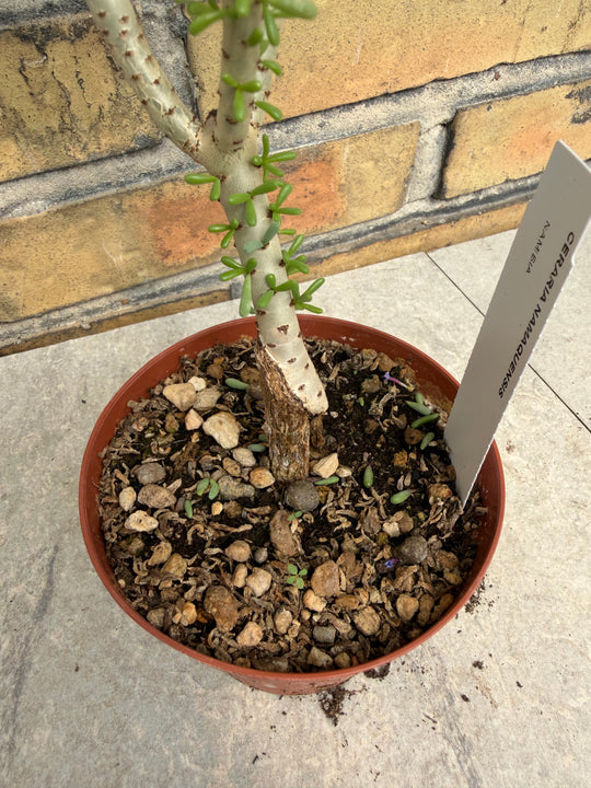 Ceraria namaquensis