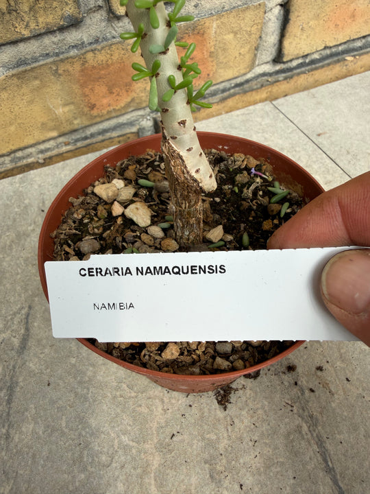 Ceraria namaquensis