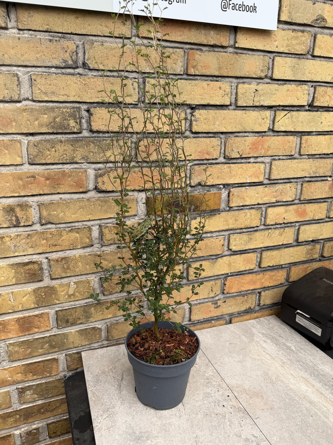 Sophora little baby