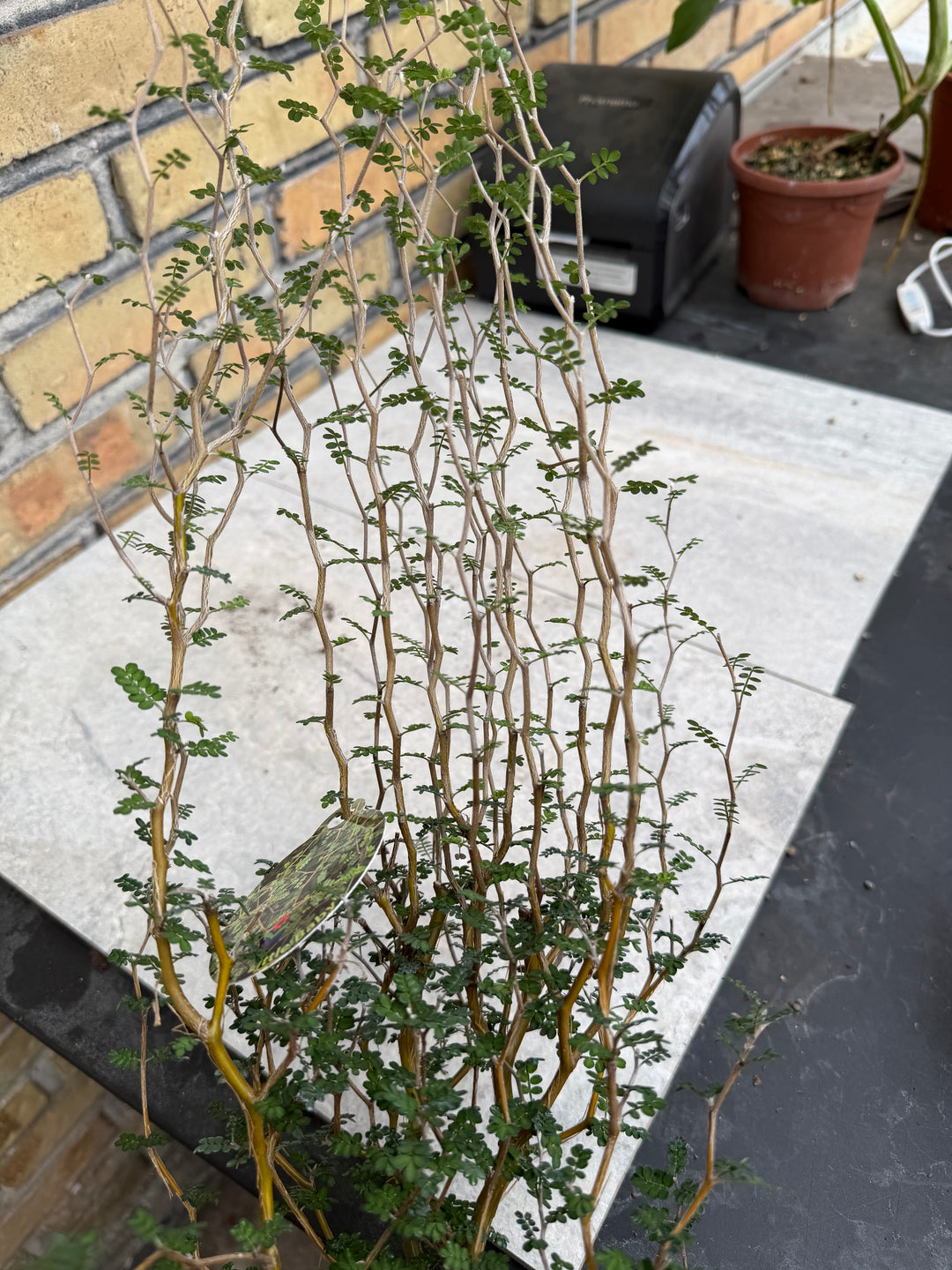 Sophora little baby