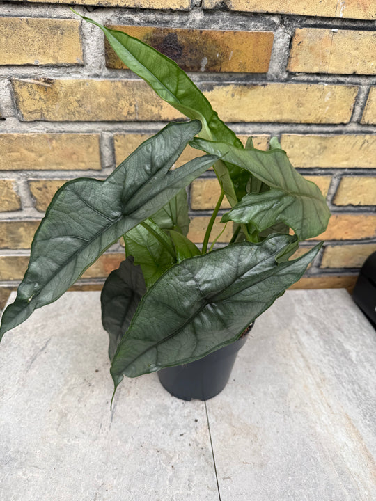 Alocasia dragons breath