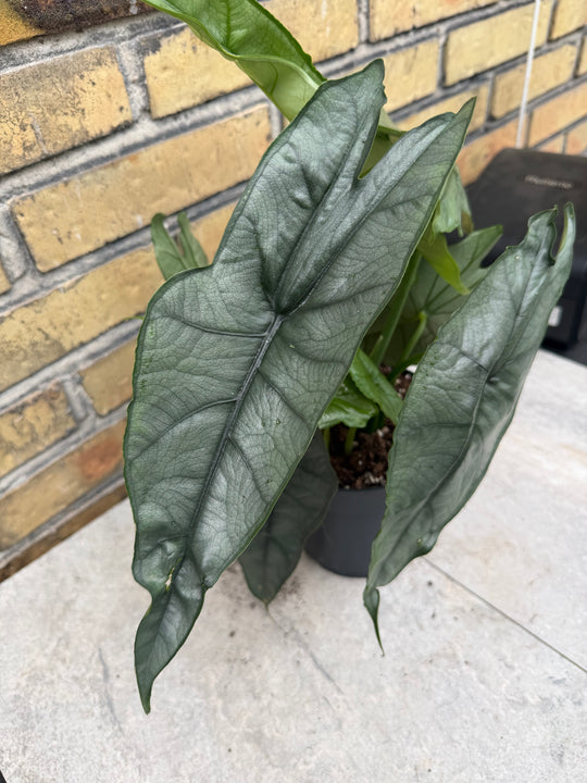Alocasia dragons breath