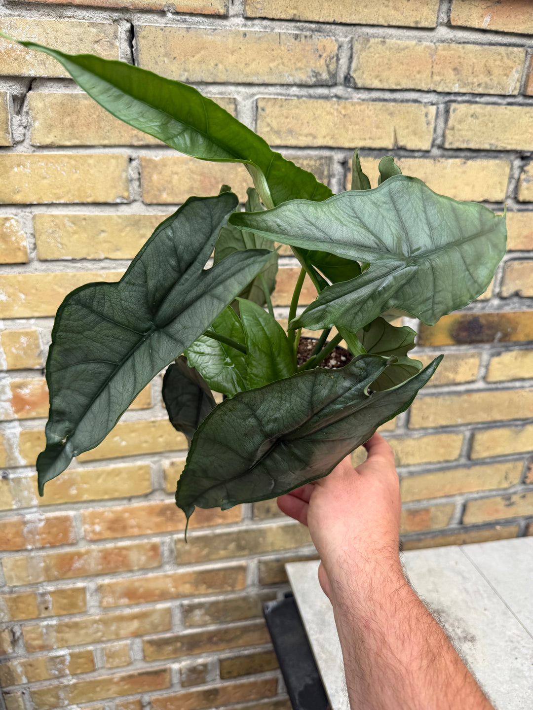 Alocasia dragons breath