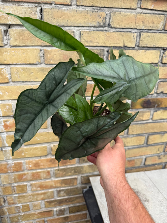Alocasia dragons breath