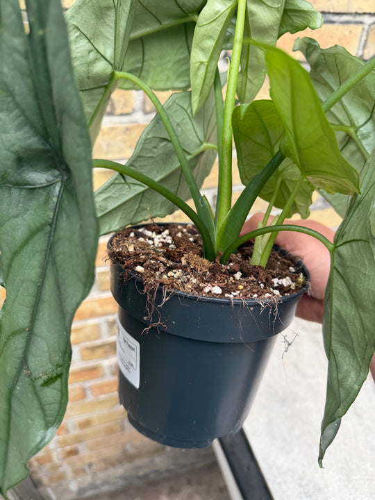 Alocasia dragons breath