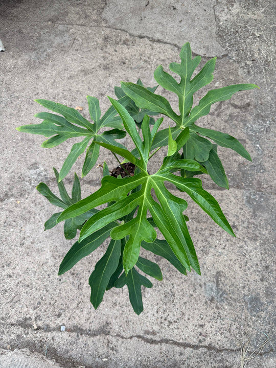 Anthurium podophyllum xxl
