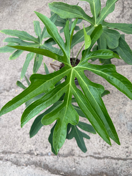 Anthurium podophyllum xxl