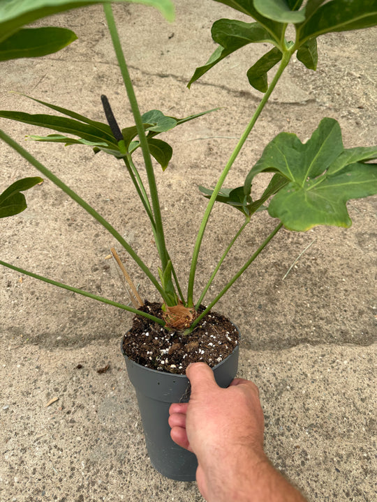 Anthurium podophyllum xxl