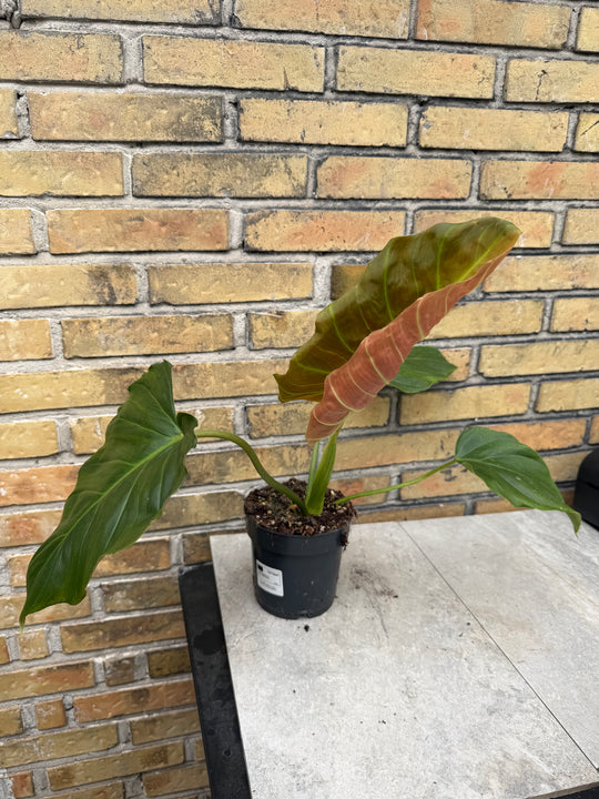 Philodendron corsinianum