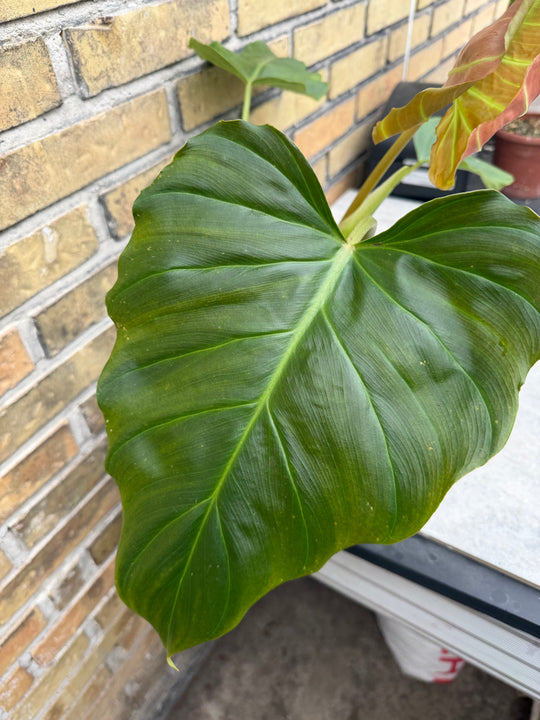 Philodendron corsinianum