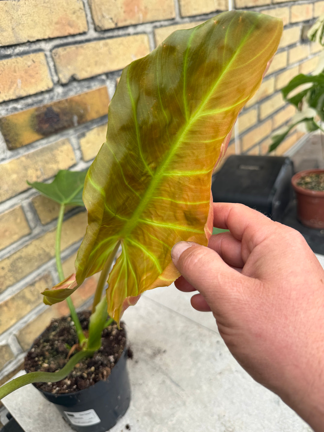 Philodendron corsinianum