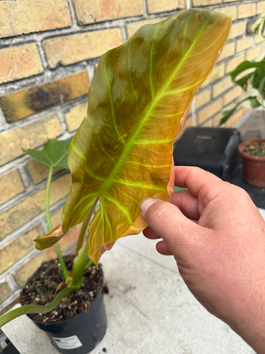 Philodendron corsinianum