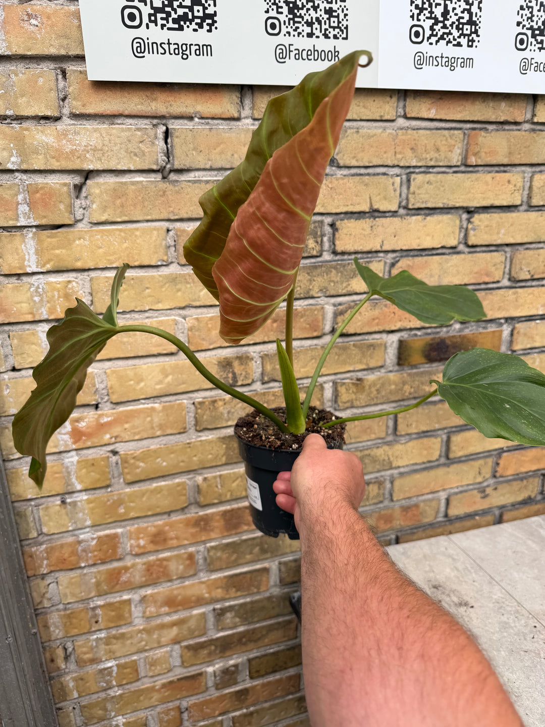 Philodendron corsinianum
